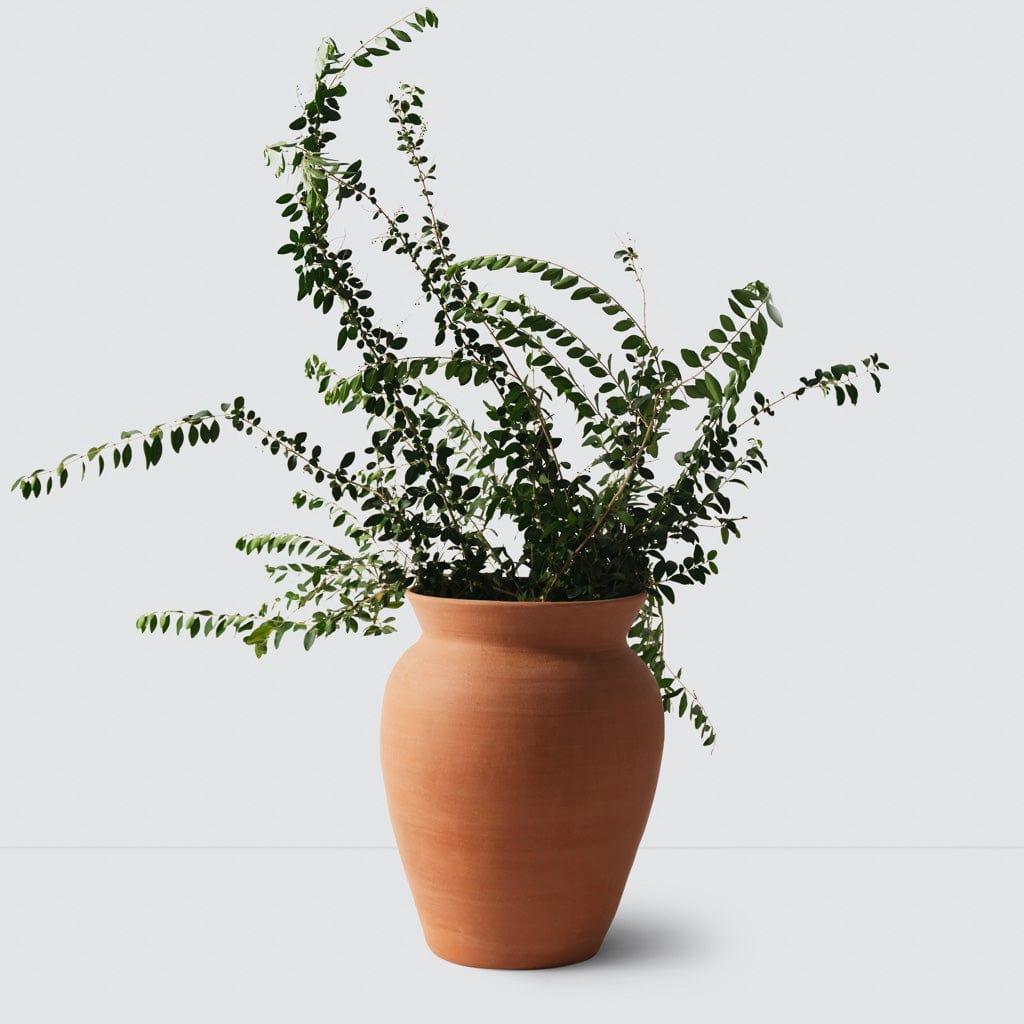 Lafayette Plant Pot