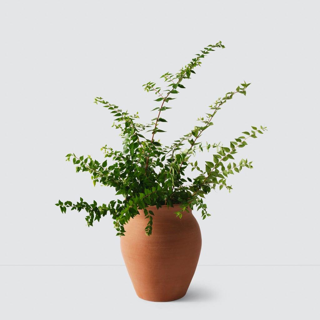 Lafayette Plant Pot